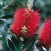 Callistemon citrinus Splendens