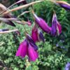 Dierama pulcherrimum