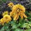 Echinacea Eccentric Yellow