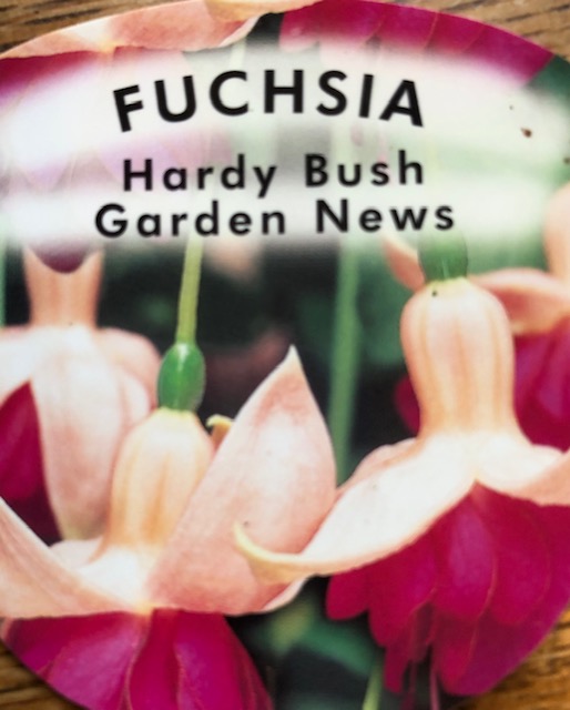 Fuchsia Garden News Woodfields Nursery   FUCHSIA GN 