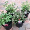 Hardy Fuchsia Plant bundle.