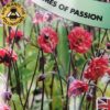 Geum Flames of Passion