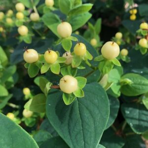 Hypericum Miracle Blizz