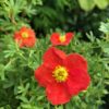 Potentilla Red Ace