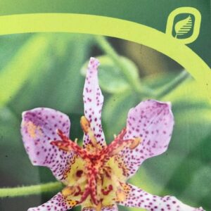 Tricyrtis Autumn Glow