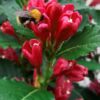 Weigela All Summer Red