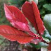 Photinia Little Red Robin