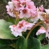 Bergenia Autumn Magic