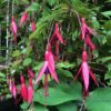 Fuchsia Riccartonii