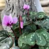 Cyclamen Coum Cyberia Pink