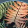 Dryopteris wallichiana Jurassic Gold