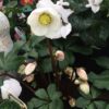 Helleborus niger