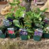 Perennial plant bundle (9cm)