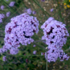 Verbena bonariensis