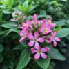 Escallonia Pink Elle