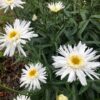 Leucanthemum Wirral Supreme