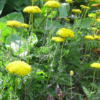 Achillea Cloth of Gold