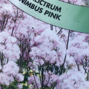 Thalictrum Nimbus Pink