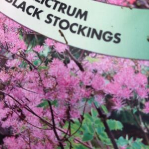 Thalictrum Black Stockings