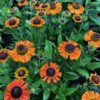 Helenium Short and Sassy