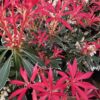 Pieris Flaming Silver