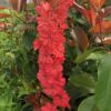 Delphinium Red Lark