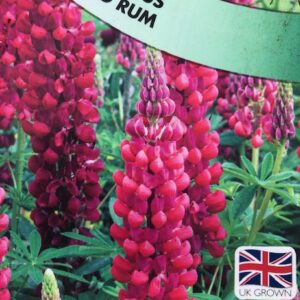 Lupinus Red Rum