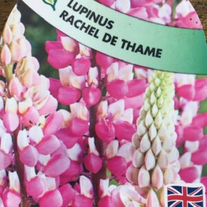 Lupinus Rachel De Thame