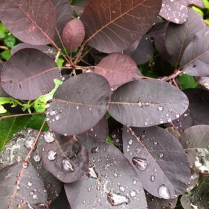 Cotinus Royal Purple