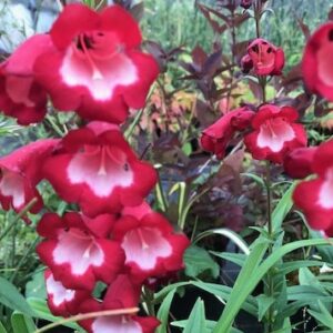 Penstemon Arabesque Red