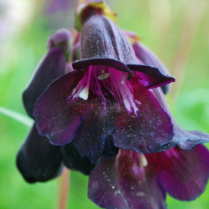 Penstemon Raven