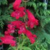 Penstemon Sea Red