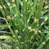 Miscanthus Sinensis Zebrinus