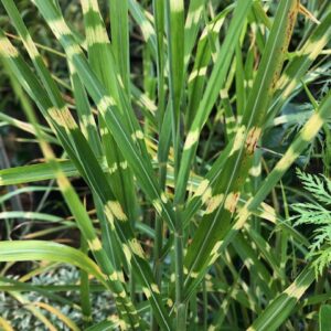 Miscanthus Sinensis Zebrinus